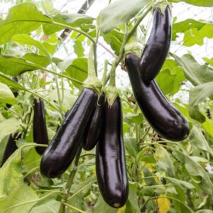 De Barbentane Aubergine