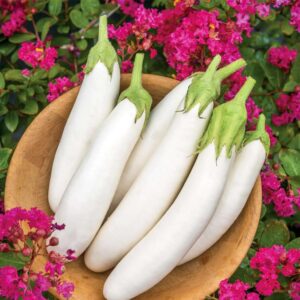 White Knight Aubergine