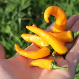 Cayorange Chili