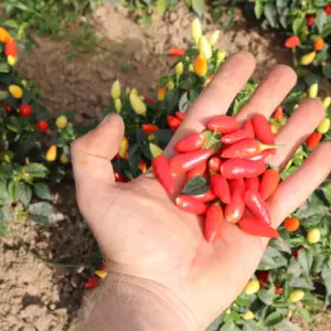 Prairie Fire Chili