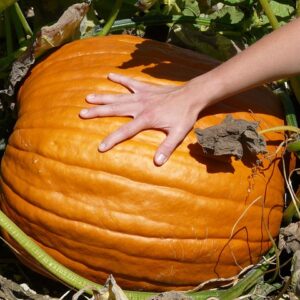 Atlantic Giant Kürbis