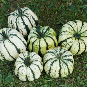 Sweet Dumpling Kürbis