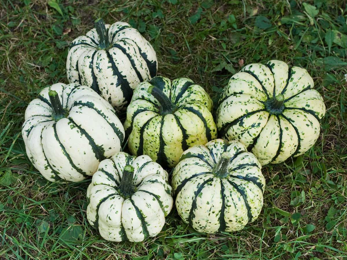 Sweet Dumpling Kürbis