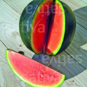 Sugar Baby Melone
