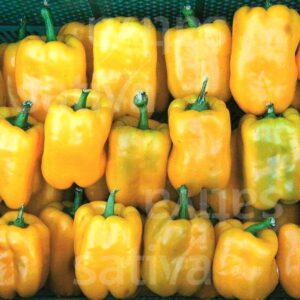 Quadrato d’Asti giallo