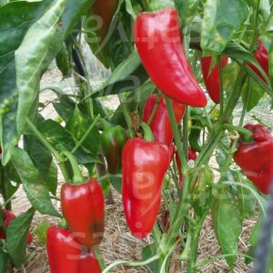 Rosso Paprika