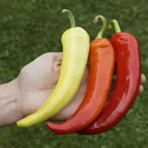 Sweet Banana Paprika