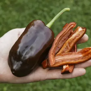 Sweet Chocolate Paprika