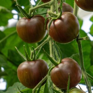 Black Cherry Tomate