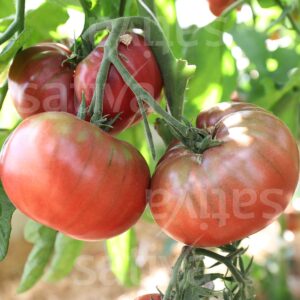Black Prince Tomate