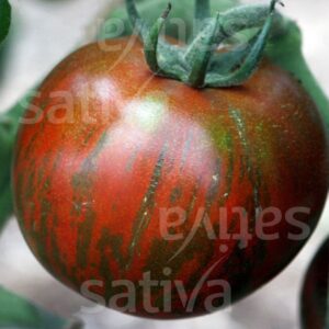 Black Zebra Tomate