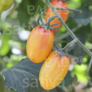 Blush Tiger Tomate