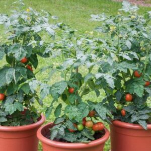 Bogus Fruchta Tomate