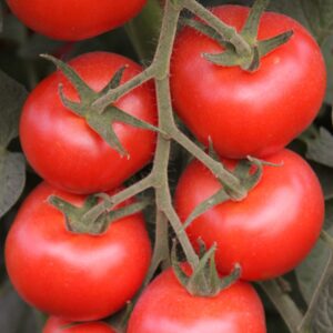 Bolstar Granda Tomate