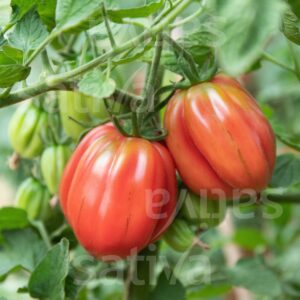 Coeur de Boeuf Albenga Tomate