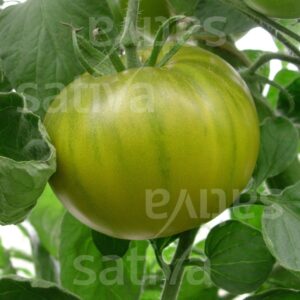Evergreen Tomate