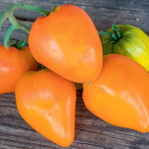 Heart of Gold Tomate