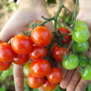 Primavera Tomate