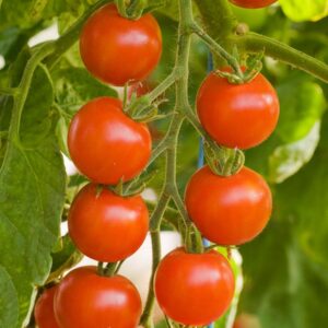 Zuckertrauben Tomate