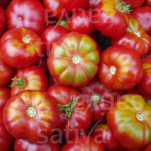 Zürcher Original Tomate