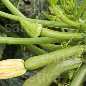 Alberello di Sarzana