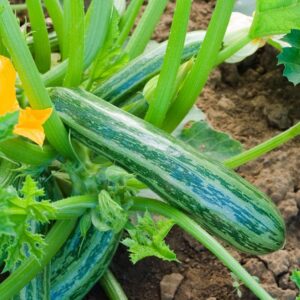 Cocozelle von Tripolis